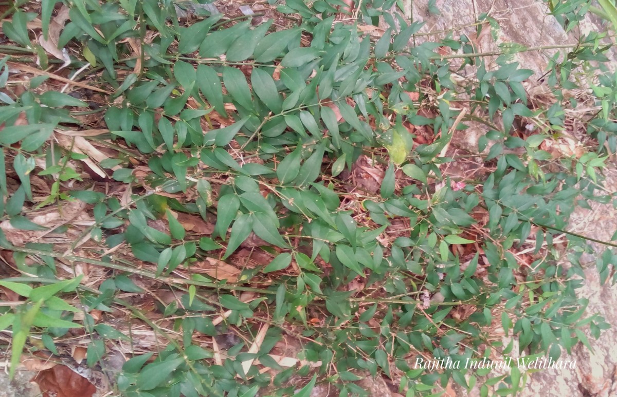 Jasminum angustifolium (L.) Willd.
